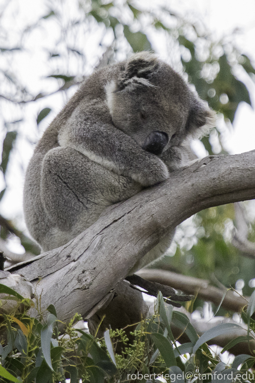 koala